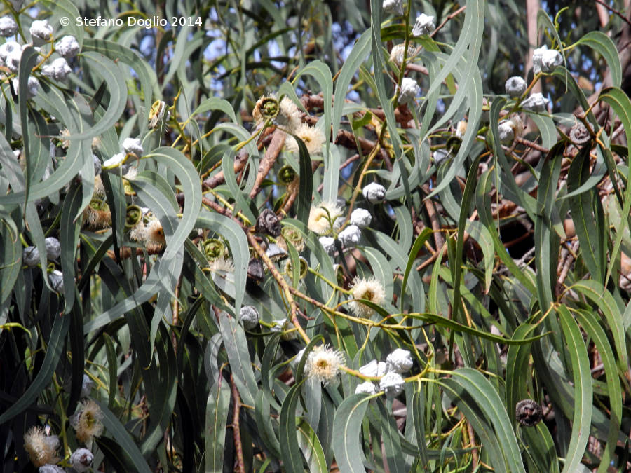 Eucalyptus globosus